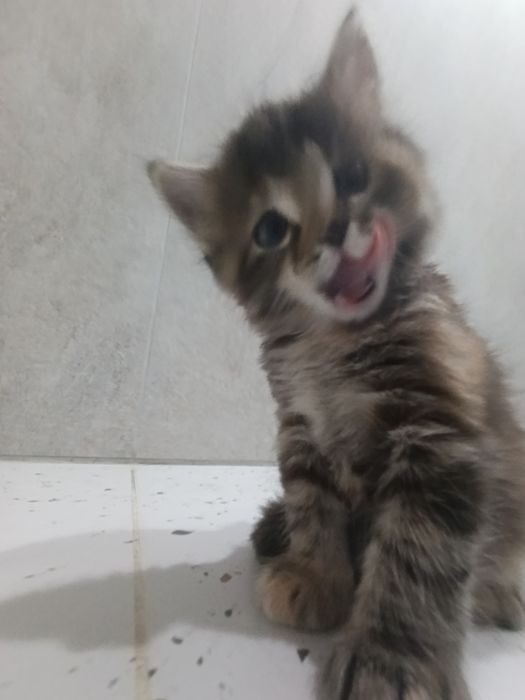 Отдам котят в добрые руки