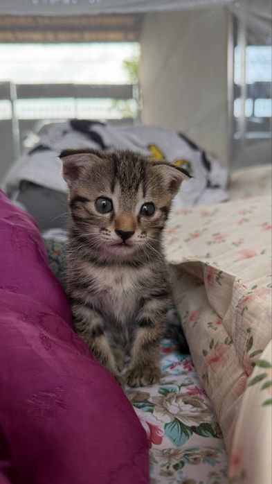 Встлоухие котята