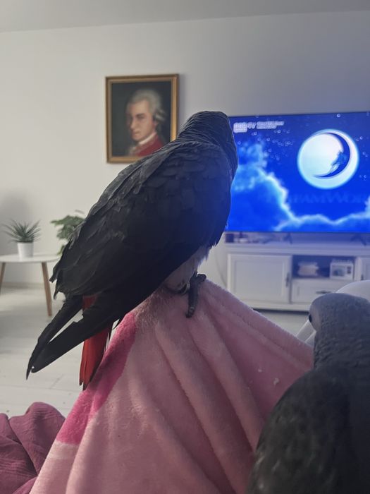 Vand pui Jako 3 luni.  Extrem de iubitor.