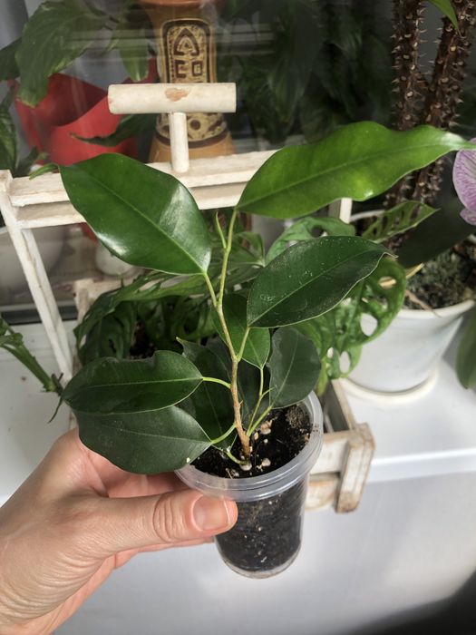 фикус Бенджамина