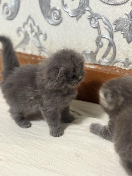 котята Scottish Fold и Straight в продаже$