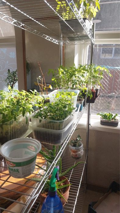 Рассада, алоэ, антуриум