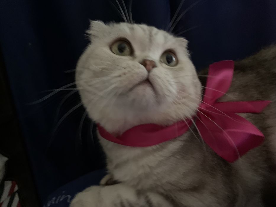 Вязка. Опытный Шотландский кот.