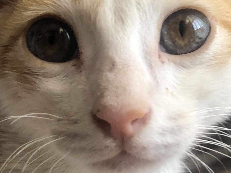 кошка бесплатно мальчик