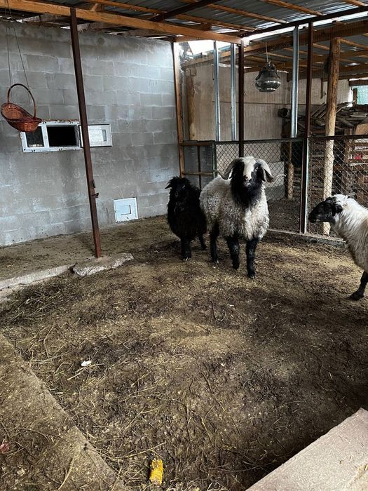 Үй жағдайында бағылған Қошқар сатылады!