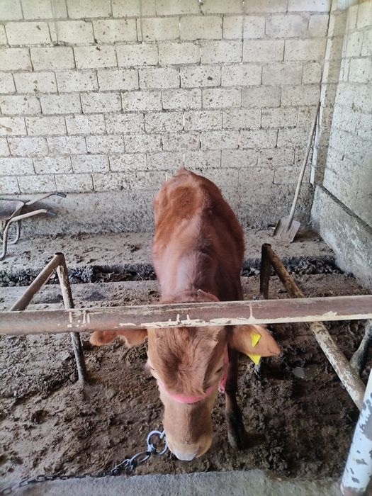 Бука.        .         .