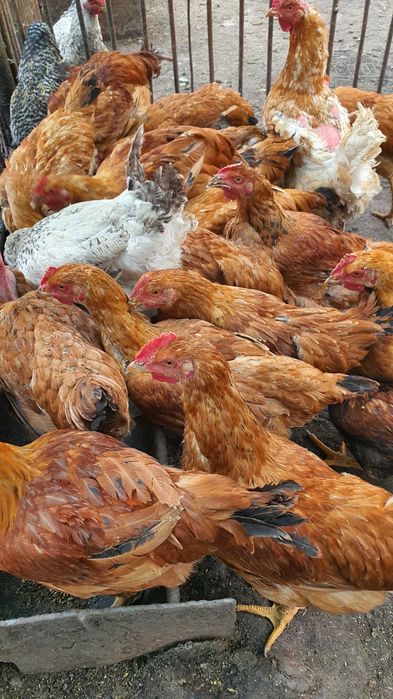 Bio, fără concentrate–Găini de casă, cocoși și ouă proaspete pt consum