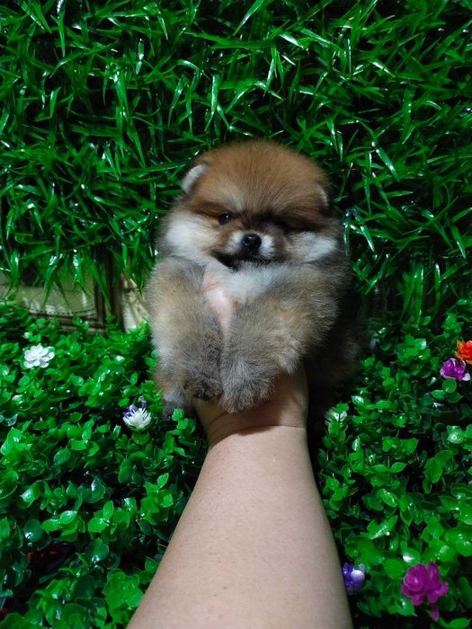 Померанский. Шпиц