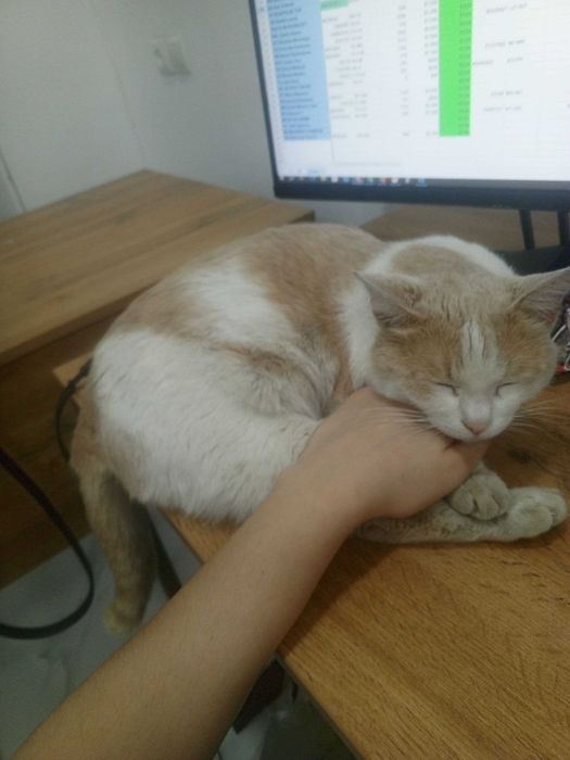 Mehribon Mushuk tekinga  Добрый кот бесплатно