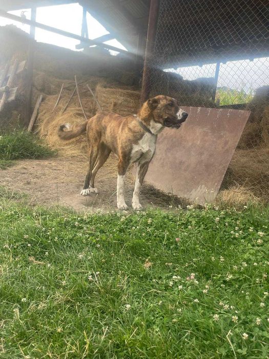 Vand mascul din rasa Ciobanesc de Bucovina si femela din rasa Kangal