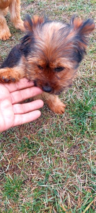 Yorkshire Terrier  fetita