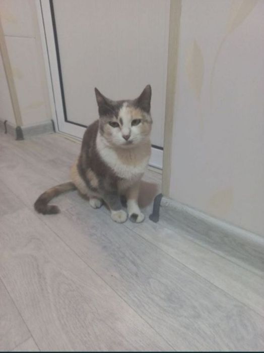 Срочно отдаём кошку