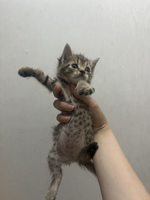 Котята шотланские веслоухи