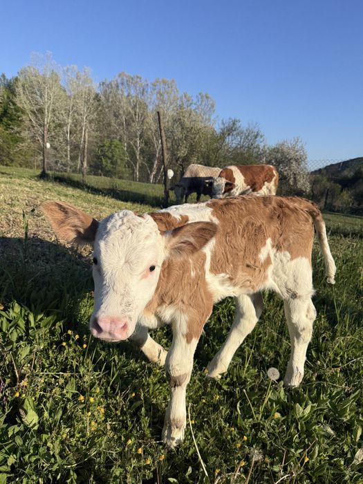 Vaca si vitica bine ingrijite