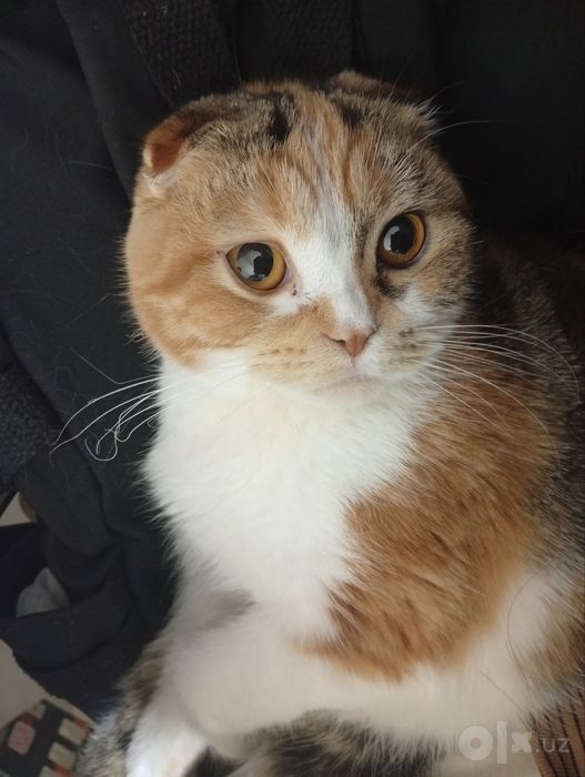Котенок скотиш фолд