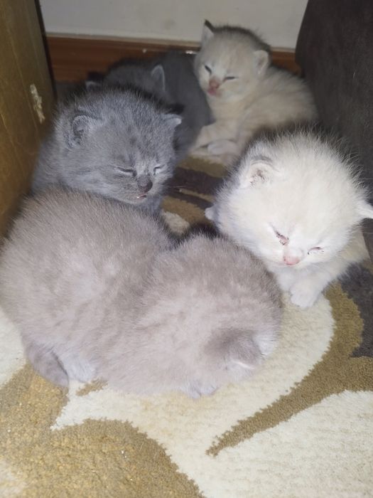 Skotish fuld i britanskiy strayt