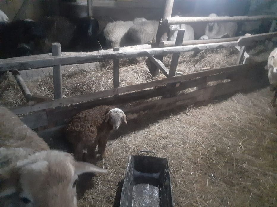 Продам МРС, баранов