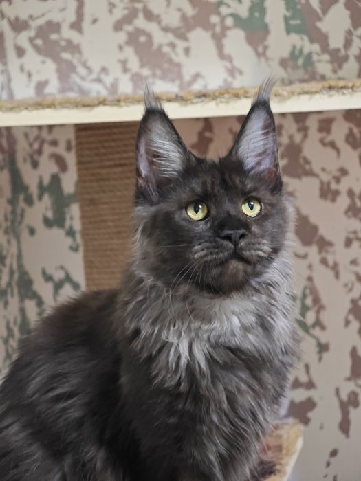 Мейн Кун девочки