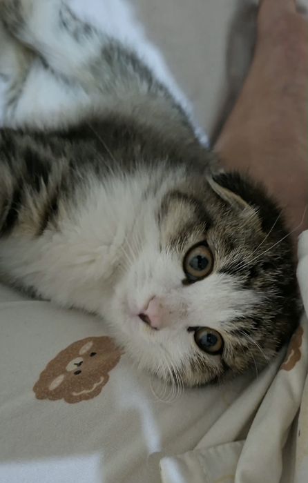 Skottish fold o'g'il bola mushukcha sotiladi.