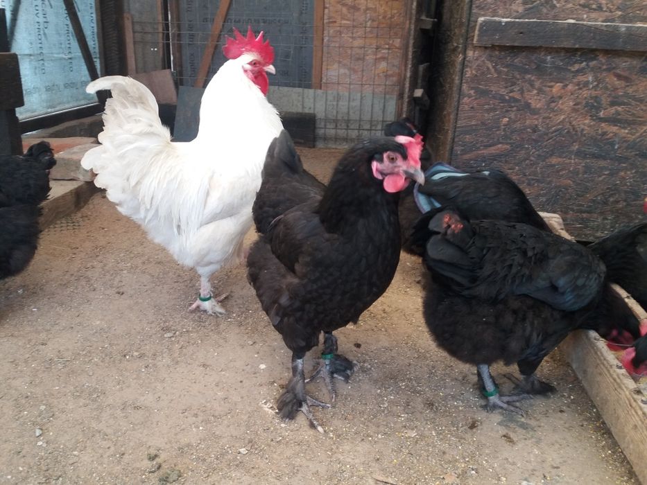 Oua pt incubat si gaini