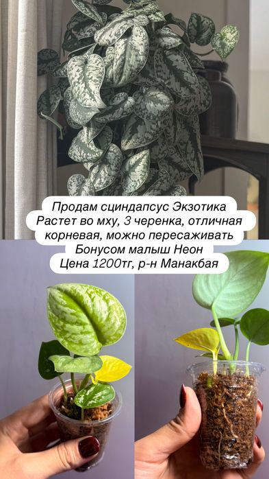 Сциндапсус Экзотика