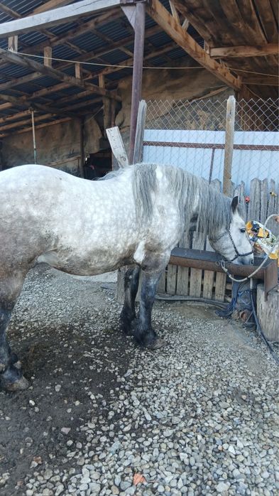 Vand cal in varsta de 5 ani