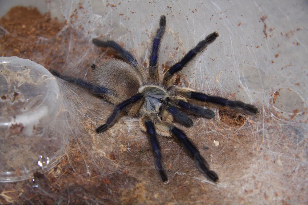 Паук-птицеед Monocentropus balfouri