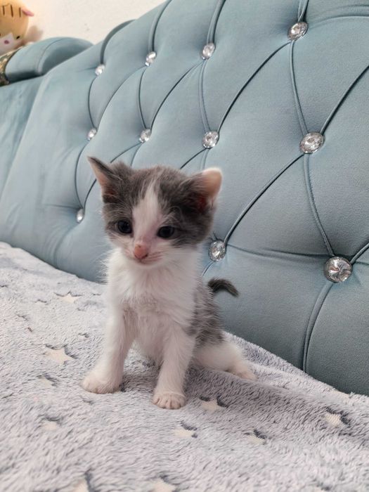 Отдам котят бесплатно