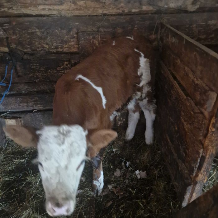 Vand vacă cu vițel