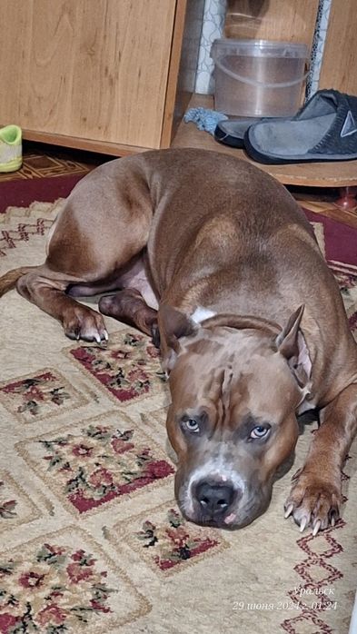 Амстафф ищет невесту.