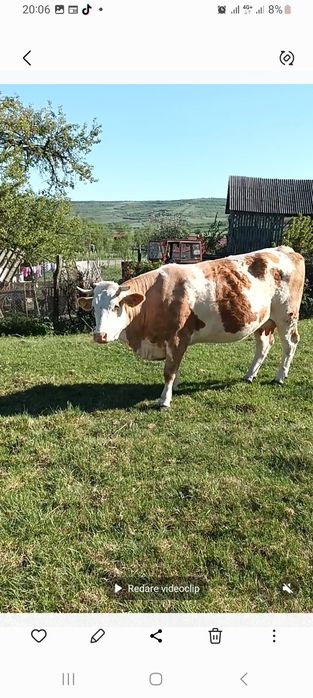 Vaca tinara 4ani la o doua fatare