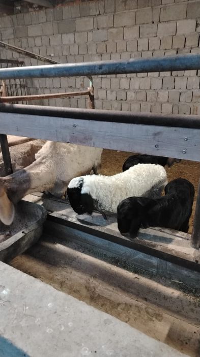 Козылы кой сатылады