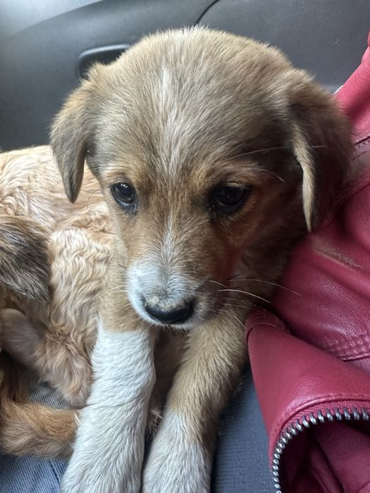 Adoptie mama si fiica