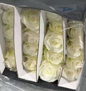Цветы розы оптом от 550 тг