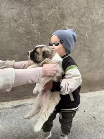 Алабай күшік сатылады