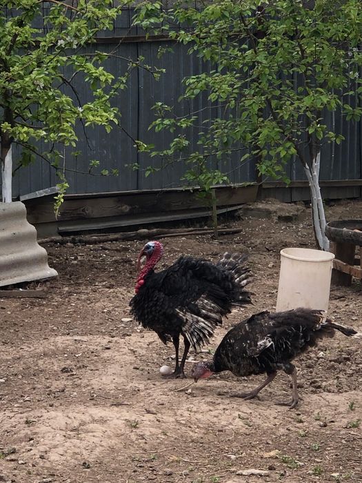 Яйца индюка 100шт