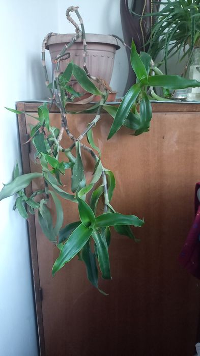 Золотой ус лечебный