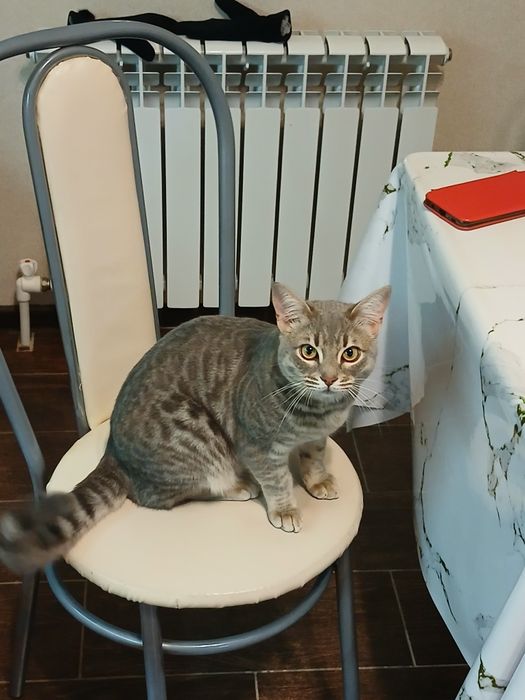 Вязка кота Бенгалец