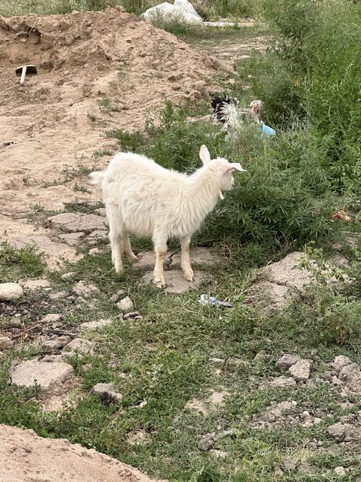 Лак и баласы(Коза и козленок)