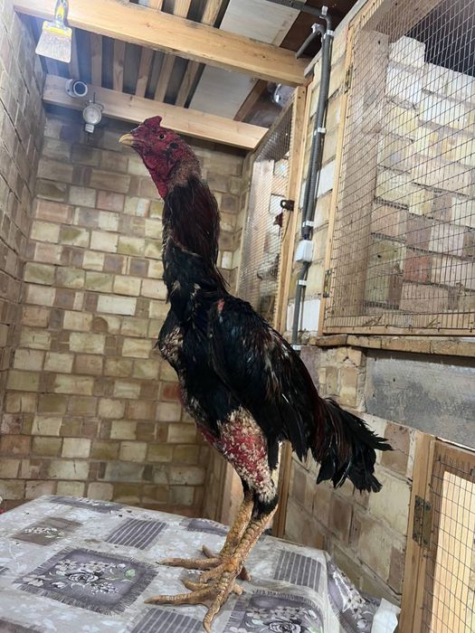 Dakan xoroz sotiladi