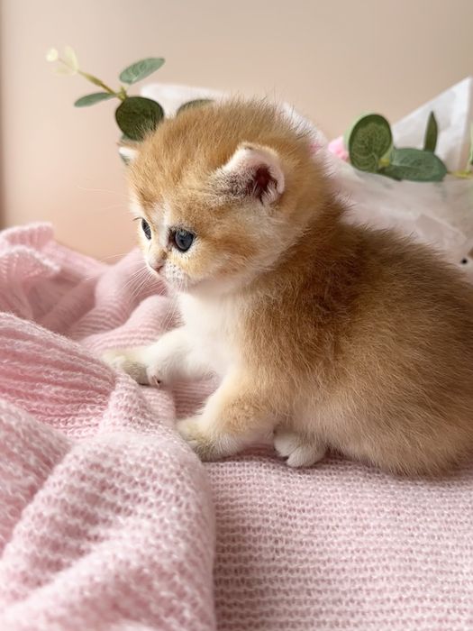 Британские котята