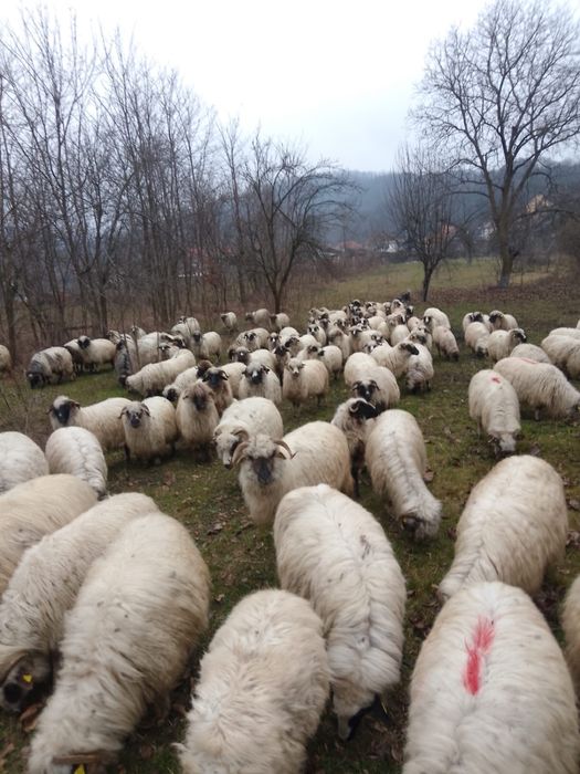 Vând 20 de oi gestante 4 berbeci și 3 berbecuți
