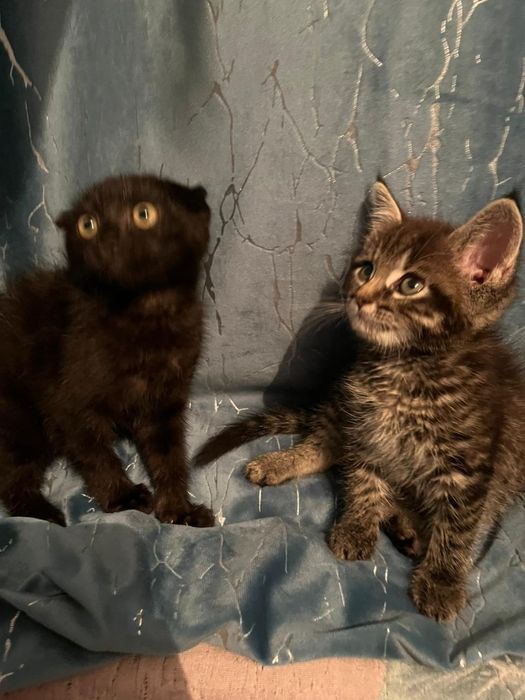 Мейн-кун/шотландская вселаухая