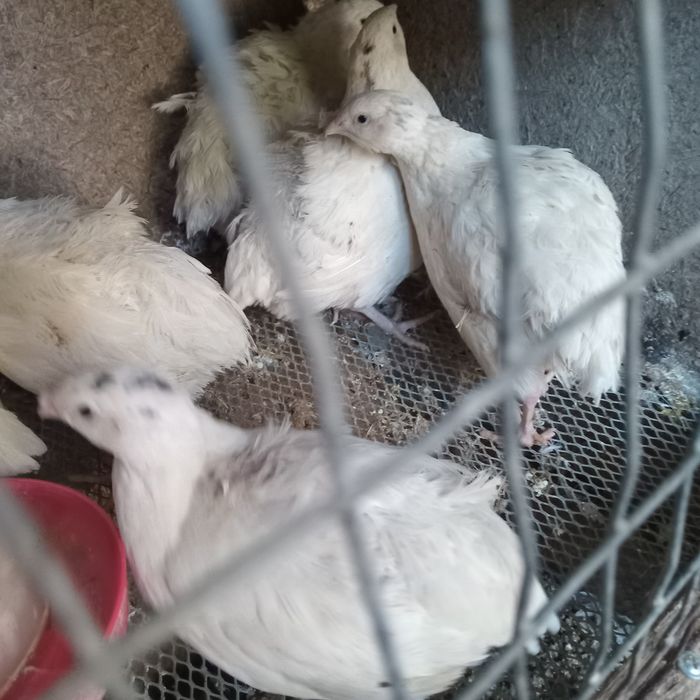 Продам  перепелок.