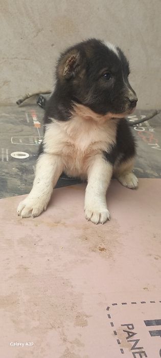 Алабай боласи сотилади эркаг 800000.сум