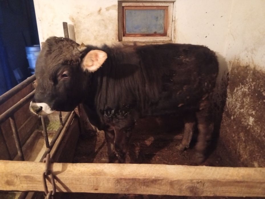 бұқа сатамын семиз