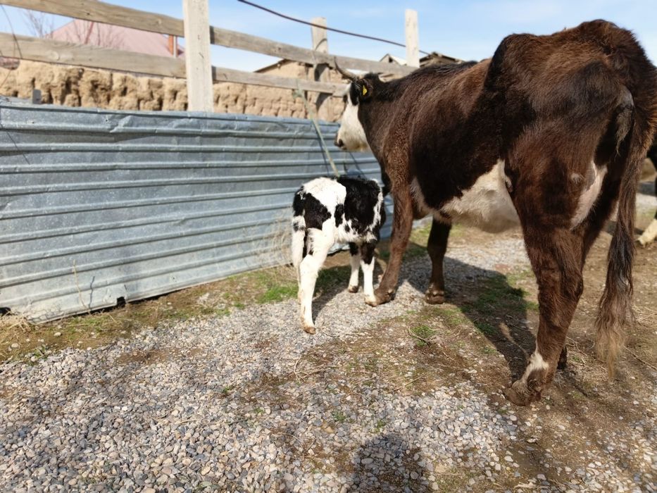 Бұзаулы сиыр сатылады.