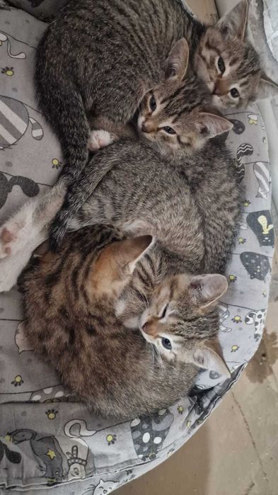 Отдам котят в добрые руки