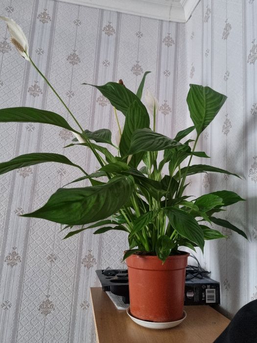 Женское счастье цветок цветок