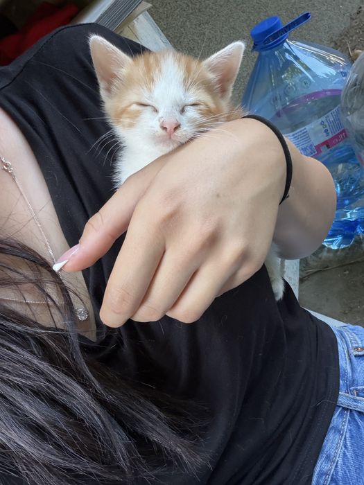 Подарявам бебе котета